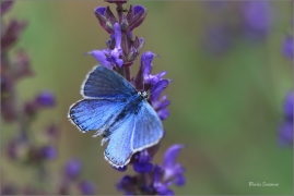<p>MODRÁSEK JETELOVÝ (Polyommatus bellargus) jižní Morava - Poudřanská step --- /Adonis blue - Himmelblauer Bläuling/</p>